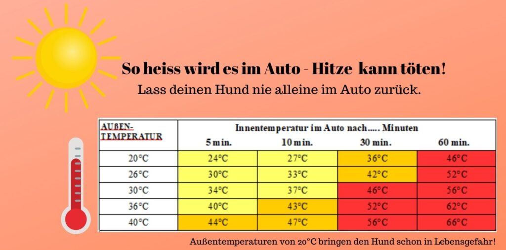 Hund und Sommer Hitze