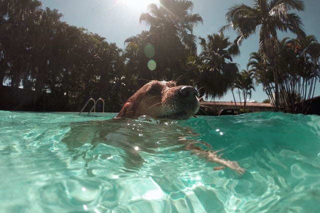 Hot Summer – Dem Hund den Sommer erleichtern