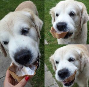 Hot Summer- Abkühlung für den Hund